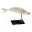 Articulated Dusty White Fish on Stand