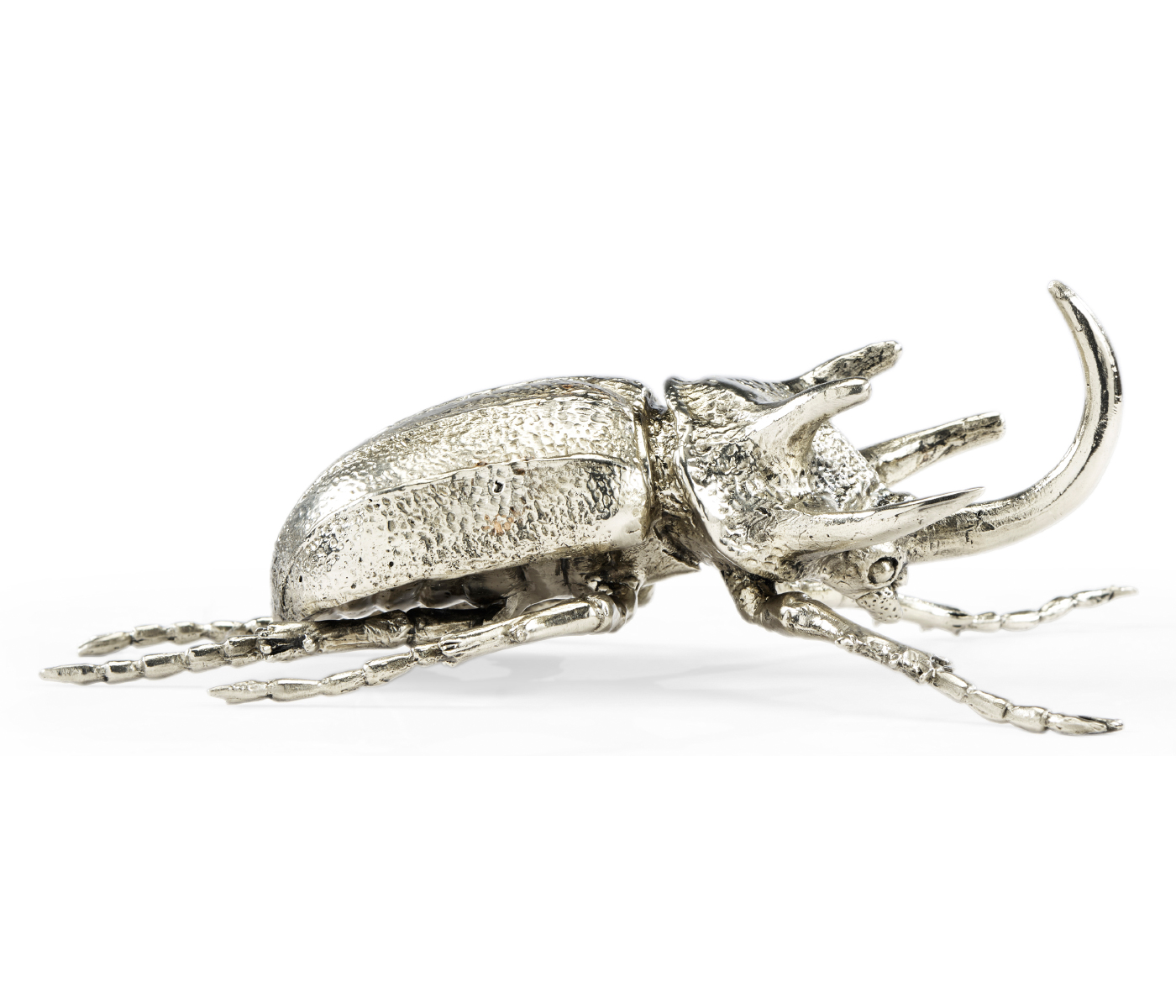 White Brass Five-Horned Rhinoceros Beetle