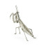White Brass Praying Mantis