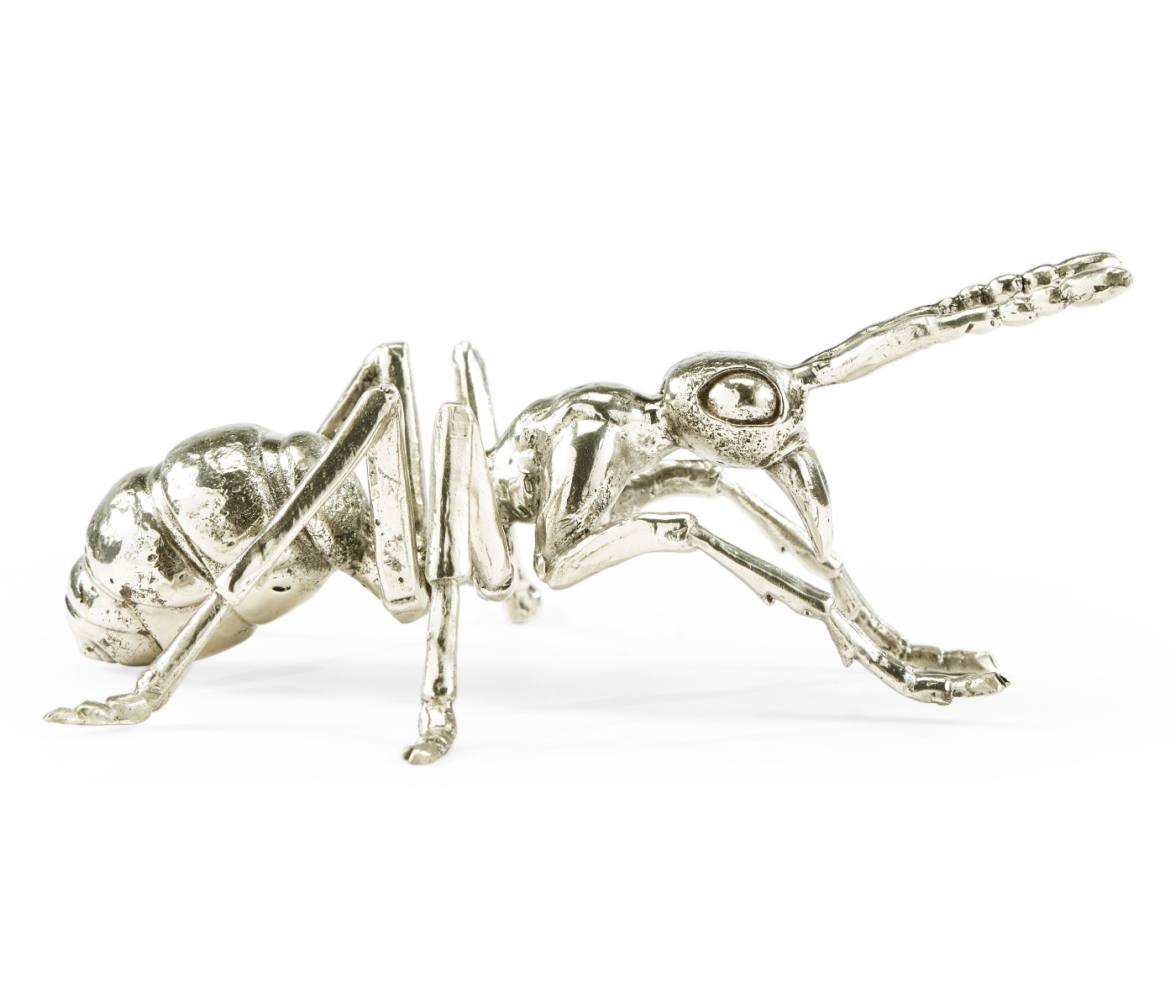 White Brass Ant