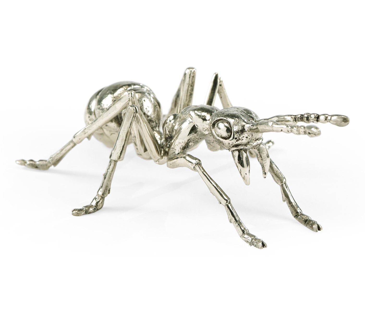 White Brass Ant