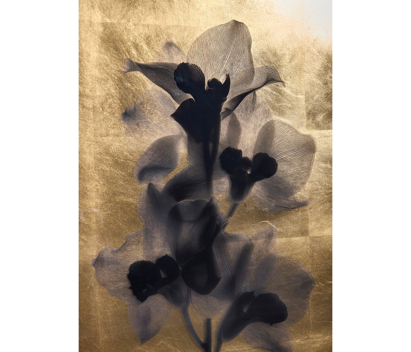 Black Orchids - Set of 2