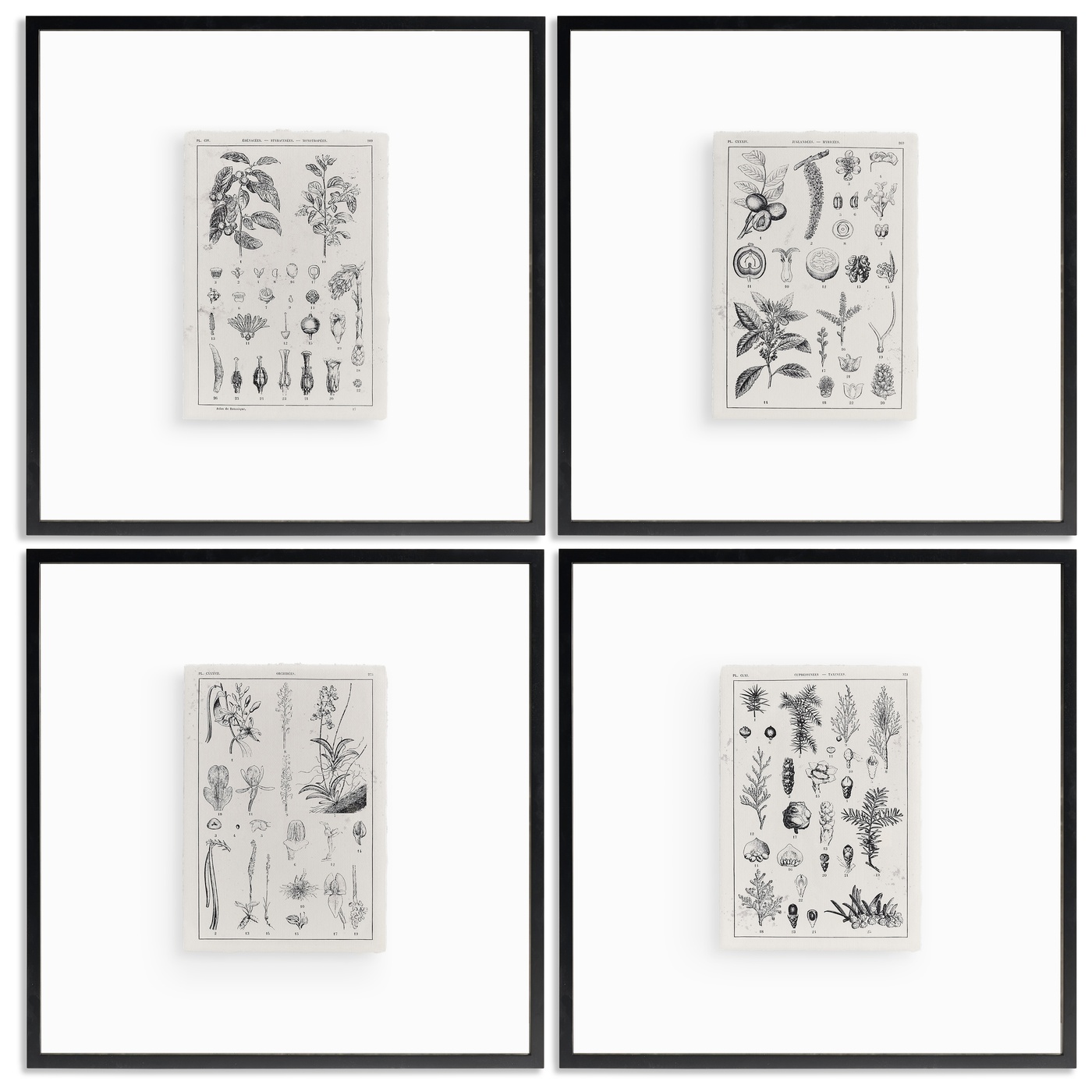 Botanica: The Art of Knowledge - Set of 4