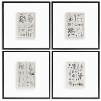 Botanica: The Art of Knowledge - Set of 4