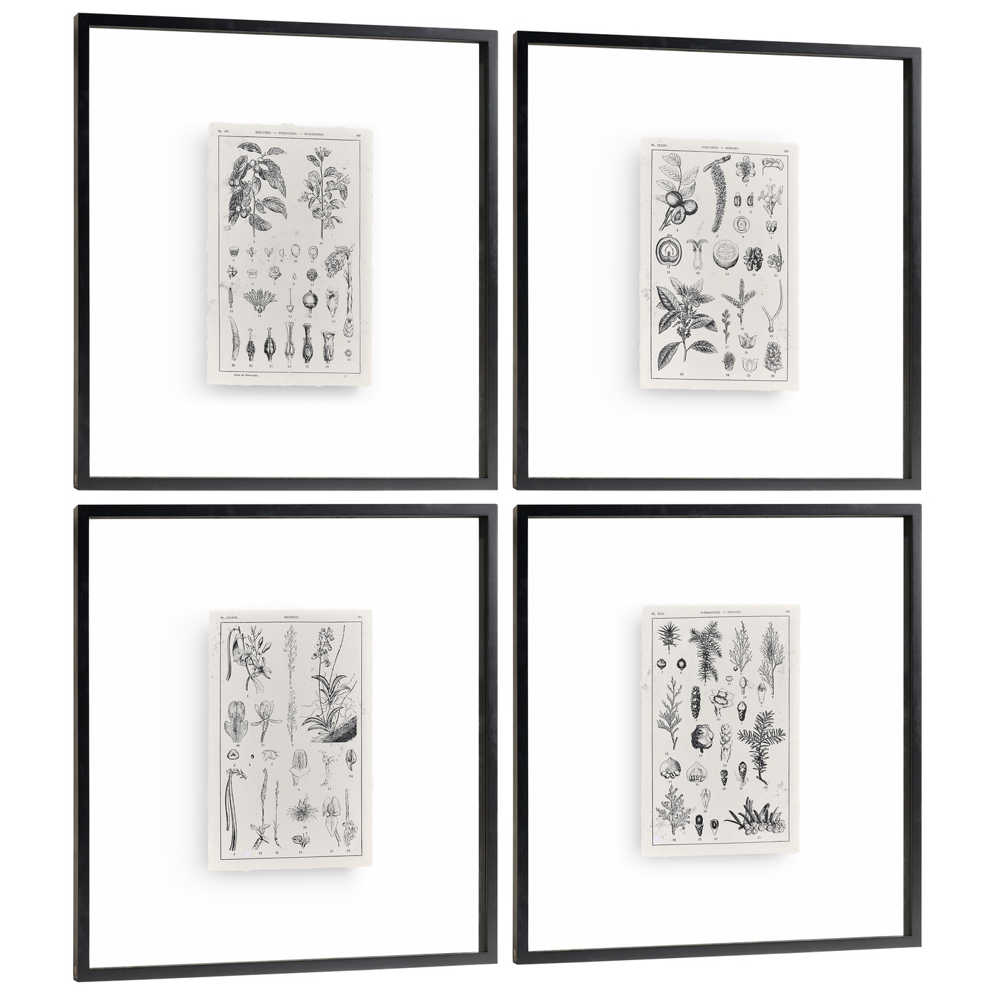 Botanica: The Art of Knowledge - Set of 4