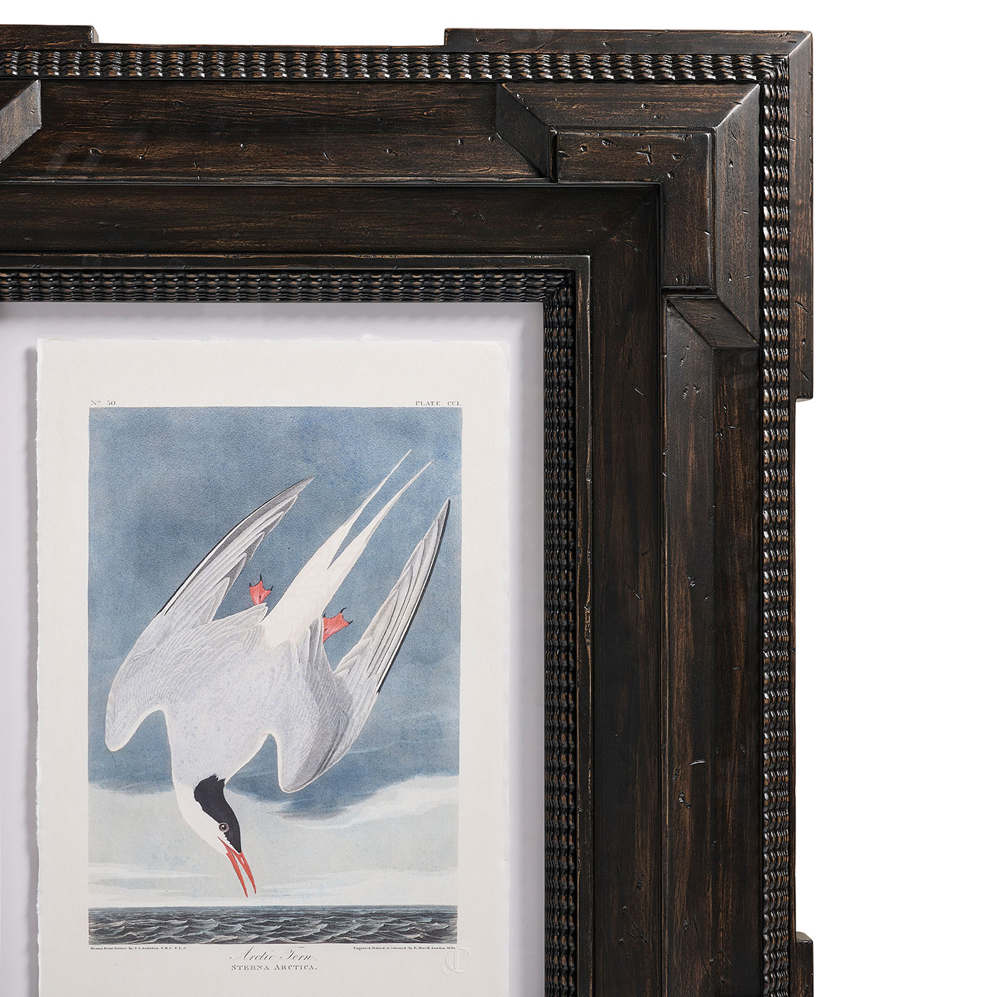 Audubon Birds - Set of 6
