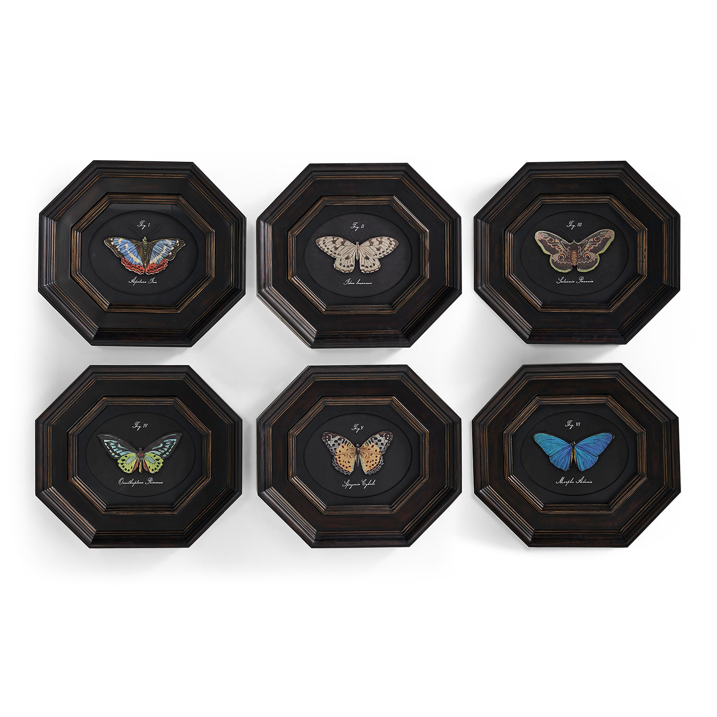 Wings of Discovery – Set of 6