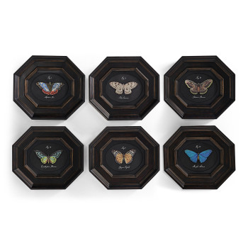 Wings of Discovery – Set of 6