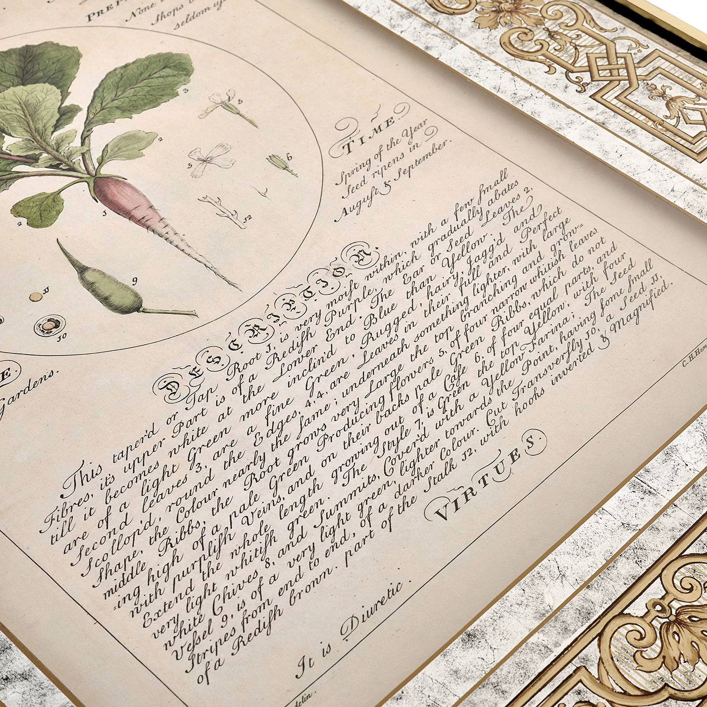 Herbal of Enlightenment - Set of 4
