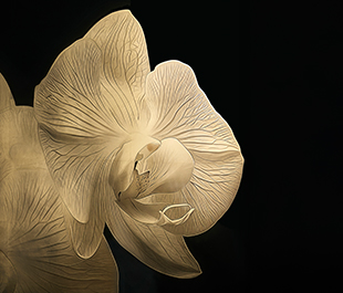 Silver & Gold Leaf Treatment